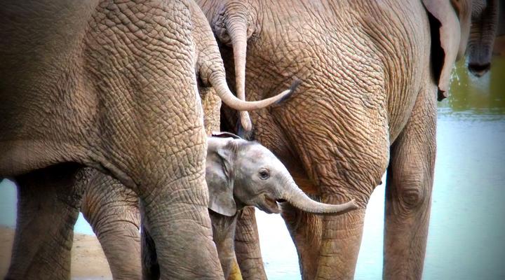 Addo Riverbank on Sundays -2 Night Safari Package