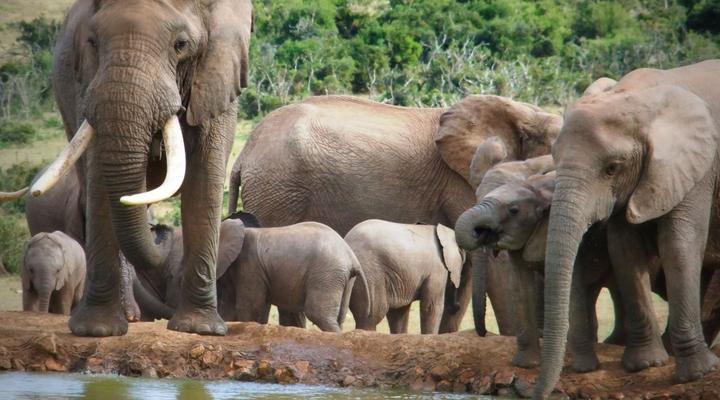 Addo Riverbank on Sundays -2 Night Safari Package