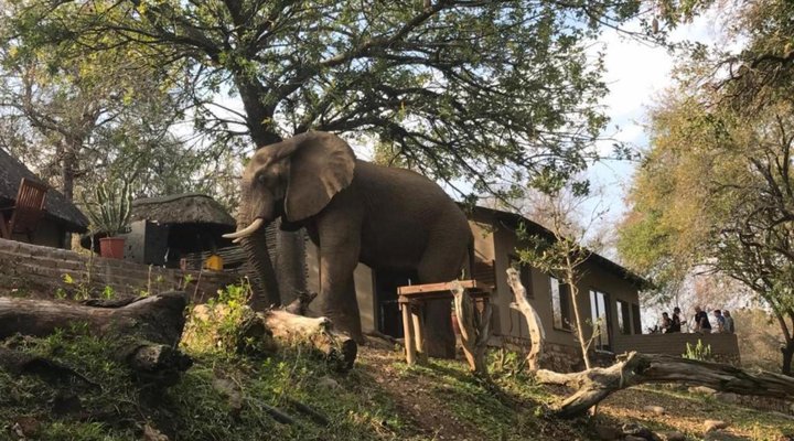 Ximongwe Safari Camp