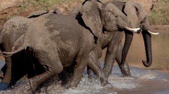 Ximongwe Safari Camp