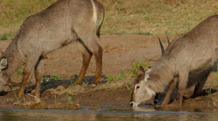 Ximongwe Safari Camp