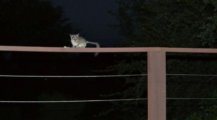 Hoedspruit Wildlife Estate (Indlovu Lodge)