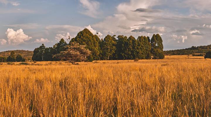 Bateleur Nature Reserve