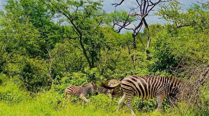 Wild Heart Safari Accommodation