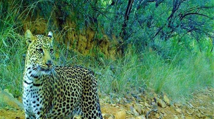 Mabalingwe Elephant Lodge