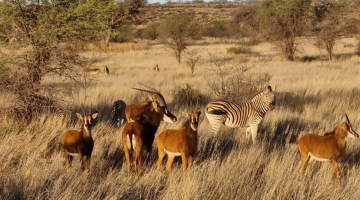 Gamagara Africa Private Nature Reserve