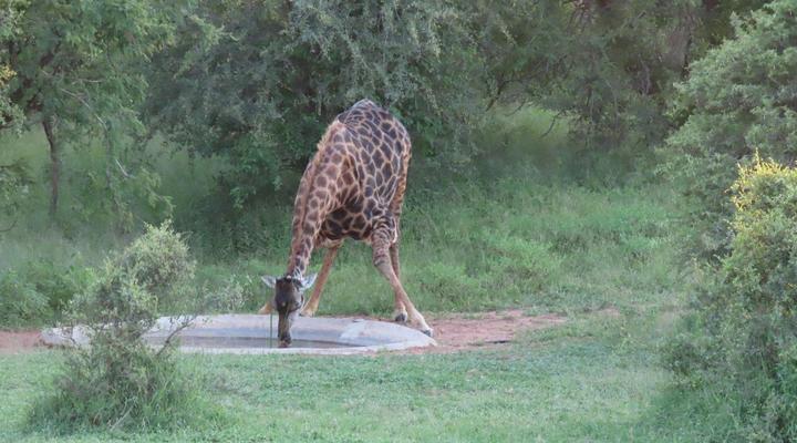 Sunset Lodge & Safaris