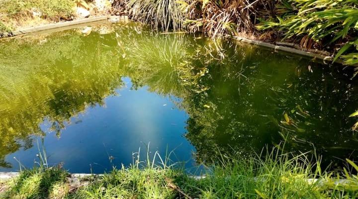 ZenCapeTown Forest Retreat