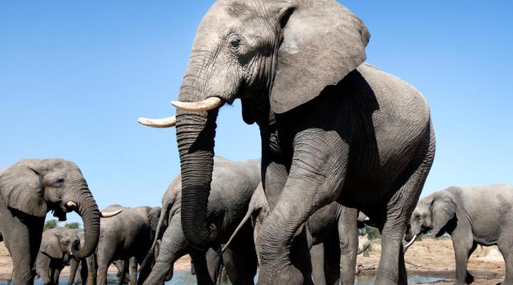 Gwango Elephant Lodge