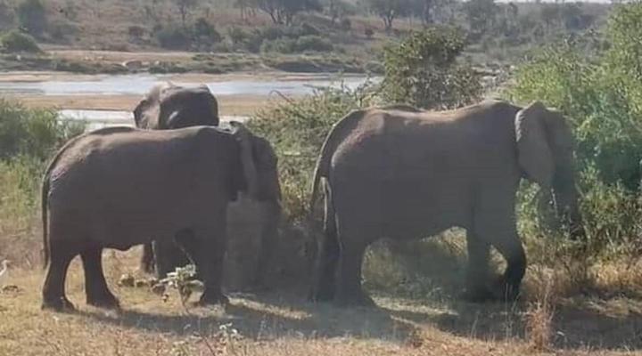 Royale Marlothi Safari Lodge