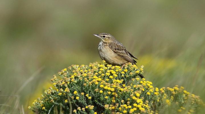 Tenahead Mountain Lodge and Spa