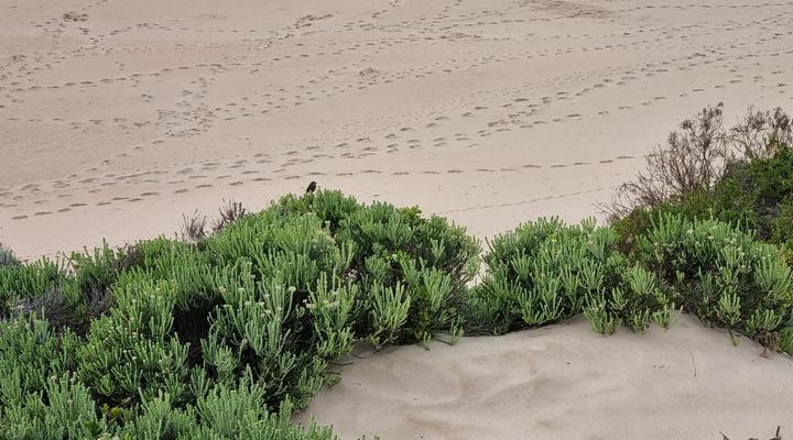 The Dunes Resort Unit 3, Keurboomstrand