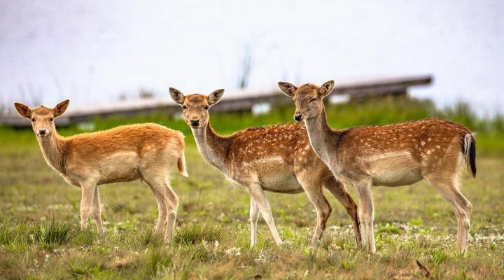 Blue Crane Farm - Trout and Wildlife Estate - Dullstroom