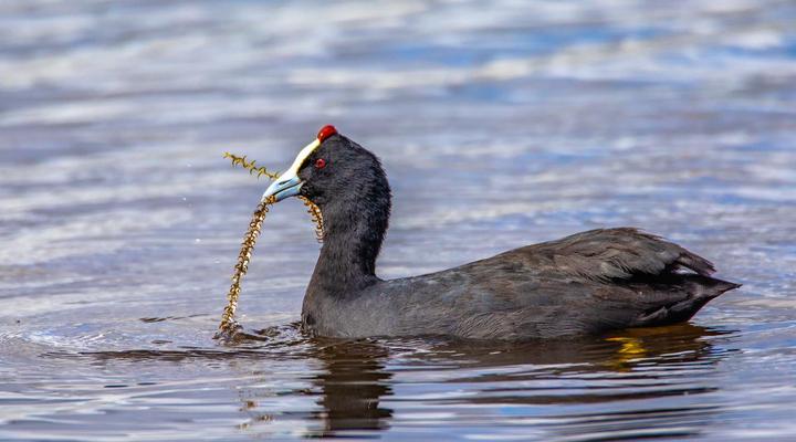 Blue Crane Farm - Trout and Wildlife Estate - Dullstroom
