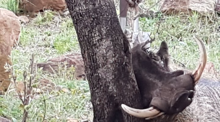 Mabalingwe Nature Reserve Self-catering House