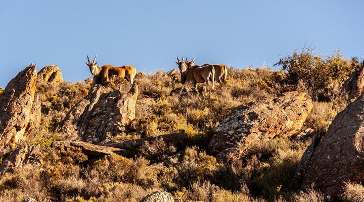 Marinvia Trust T/A Rooilande Guest Farm