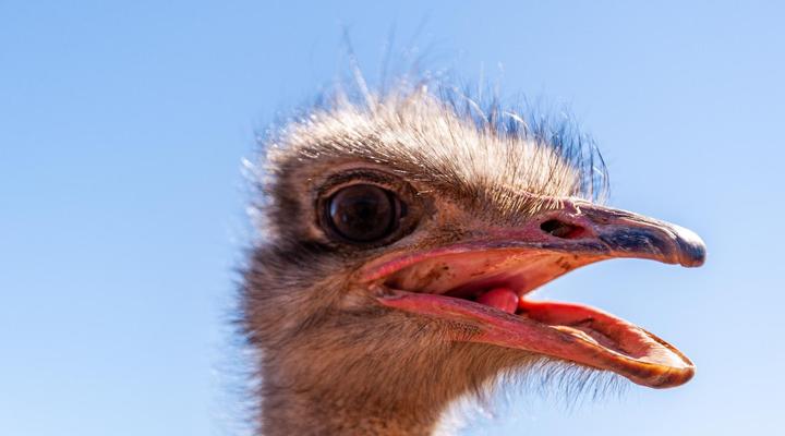 Marinvia Trust T/A Rooilande Guest Farm