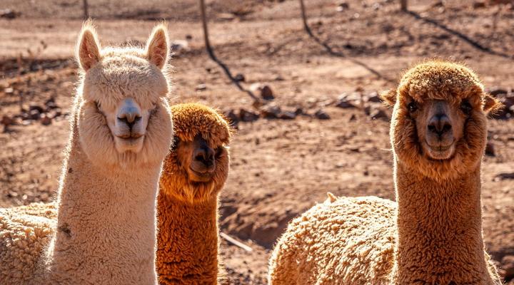 Marinvia Trust T/A Rooilande Guest Farm