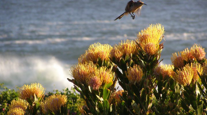 Blinkwater Holiday Flat