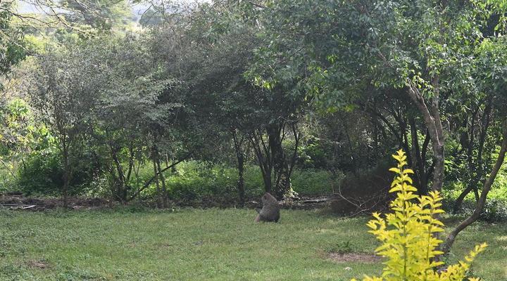 Oltome Mara Magic Resort