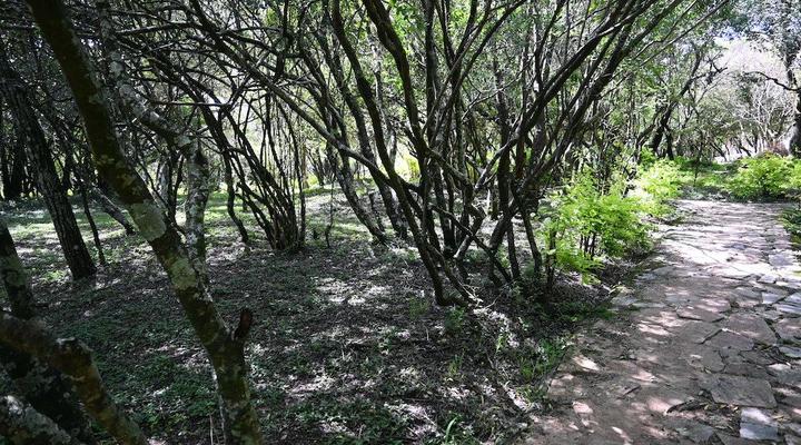 Oltome Mara Magic Resort