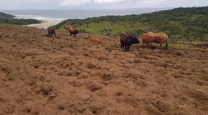 Sigidi Village Wild Coast Homestay Huts