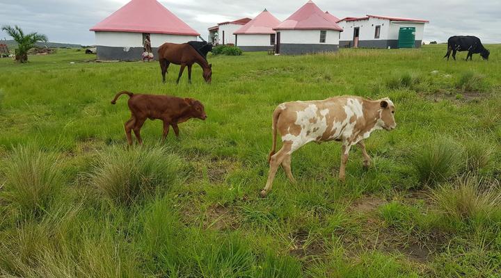 Sigidi Village Wild Coast Homestay Huts