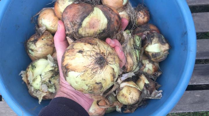 Sigidi Village Wild Coast Homestay Huts