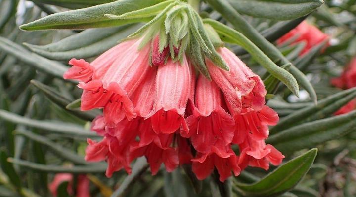 Gourikwa Nature Reserve