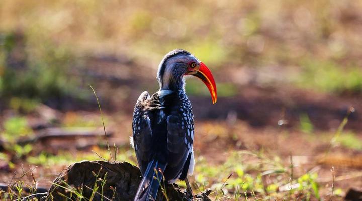 Zingela Nature Reserve