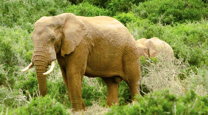 Addo African Home, Restaurant & Safari