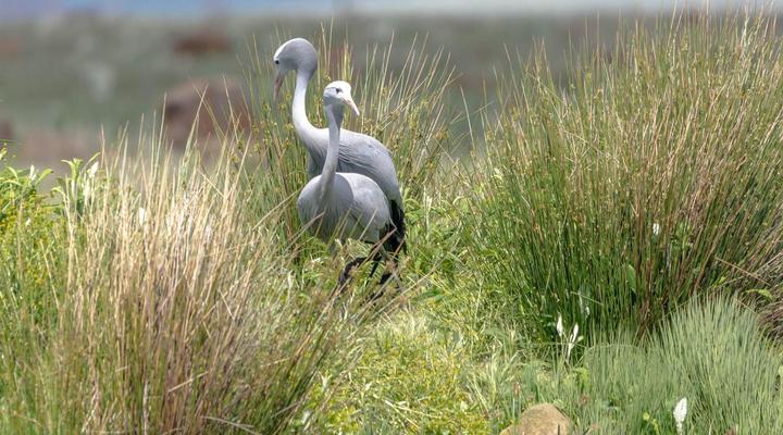 Blue Crane Farm - Trout and Wildlife Estate - Dullstroom