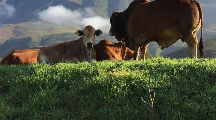 Leeurivier Onder Die Hoogte 