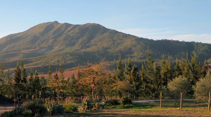 Bains View Olive and Guest Farm