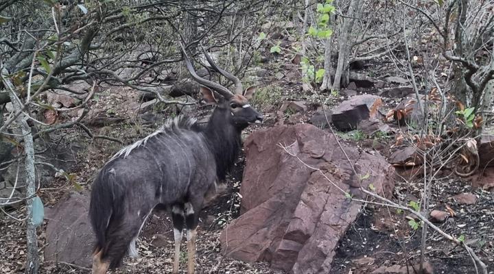 Waterfall Safari Lodge