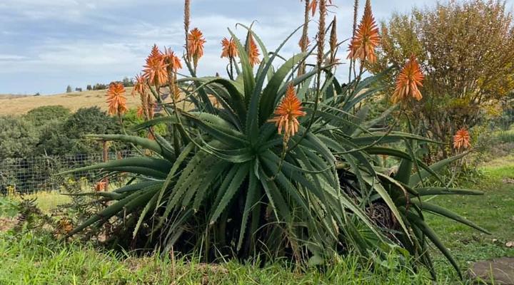 Cloud Mountain Backpackers