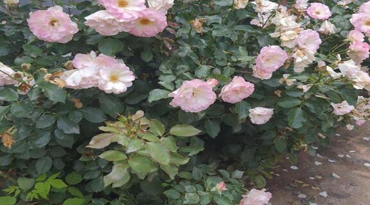 Gemsbok Cottage Bethlehem