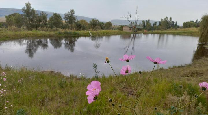 The Fat Mulberry Guest Farm