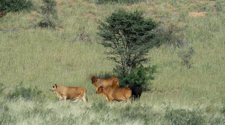 Zoutpanputs Game Lodge