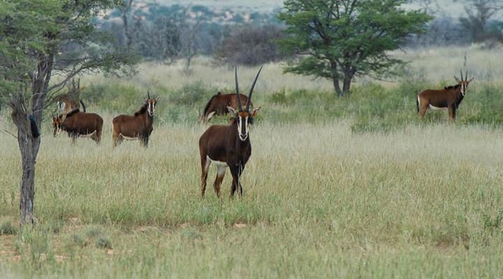 Zoutpanputs Game Lodge