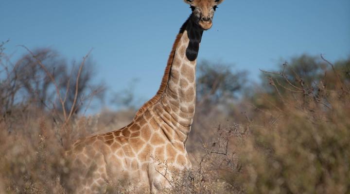 Morakane Safari Lodge