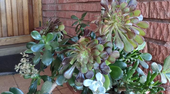 Acacia Gastehuis/Guesthouse, Kathu