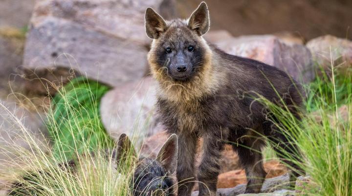 Tswalu Kalahari Reserve