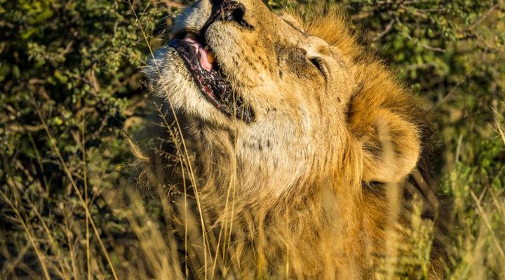 Tswalu Kalahari Reserve
