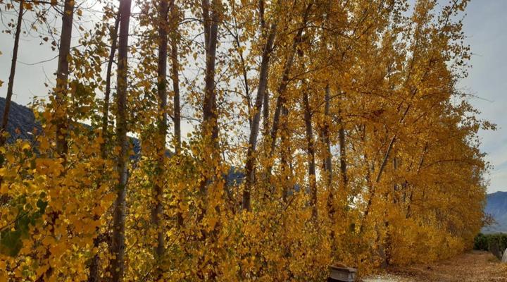 Rhodene Farm Cottages