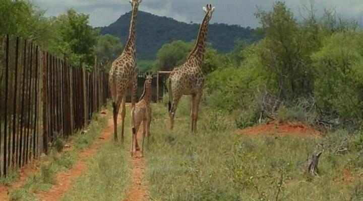 Northwich Game Ranch