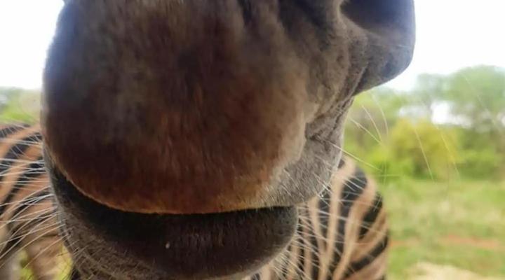 Kanimambo Main Lodge