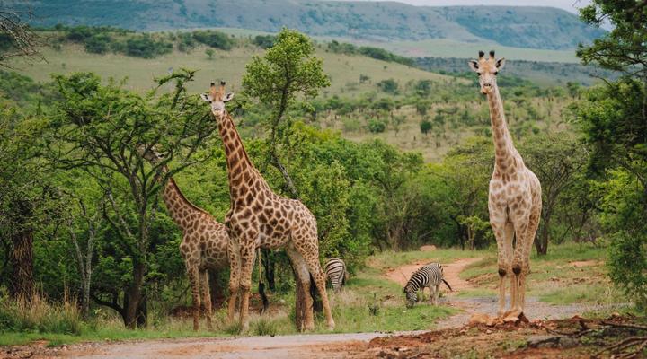 Matatane Camp - Babanango Game Reserve