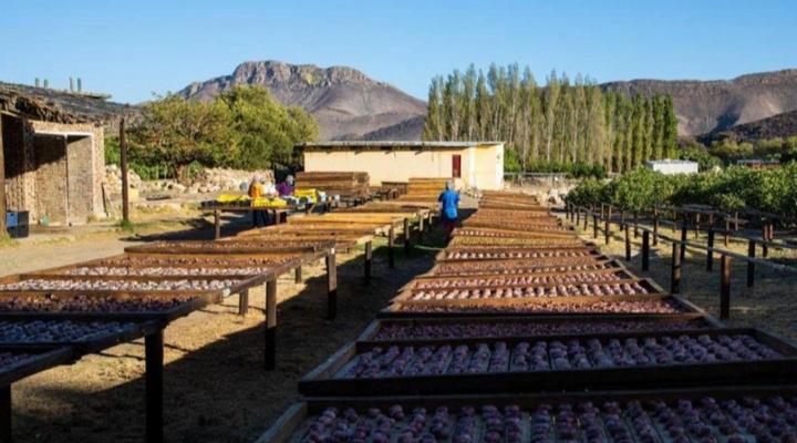 Weltevrede Fig Farm