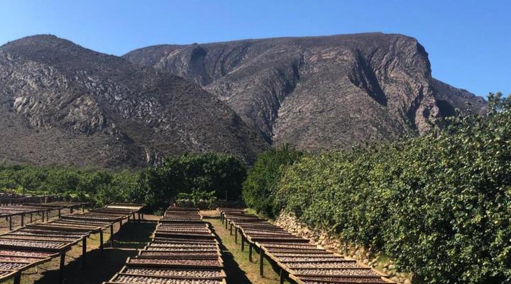 Weltevrede Fig Farm
